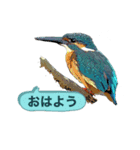 翡翠 510（個別スタンプ：2）