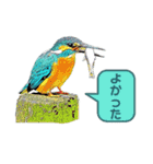 翡翠 510（個別スタンプ：8）