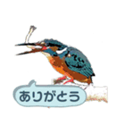 翡翠 510（個別スタンプ：9）