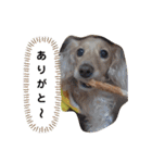 ダックスのりりちゃんと仲間（2nd）（個別スタンプ：4）