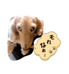 ダックスのりりちゃんと仲間（2nd）（個別スタンプ：8）