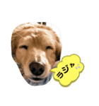 ダックスのりりちゃんと仲間（2nd）（個別スタンプ：10）