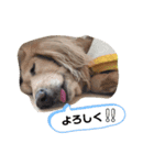 ダックスのりりちゃんと仲間（2nd）（個別スタンプ：16）