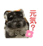 コトロの日常（個別スタンプ：1）