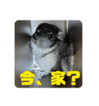 コトロの日常（個別スタンプ：4）