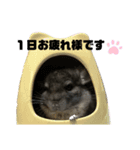 コトロの日常（個別スタンプ：5）