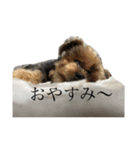 こたろうの気持ちスタンプ（個別スタンプ：1）