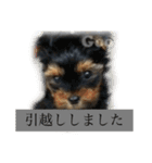 こたろうの気持ちスタンプ（個別スタンプ：3）