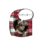 こたろうの気持ちスタンプ（個別スタンプ：4）