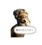 こたろうの気持ちスタンプ（個別スタンプ：6）