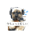 こたろうの気持ちスタンプ（個別スタンプ：10）