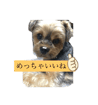 こたろうの気持ちスタンプ（個別スタンプ：11）