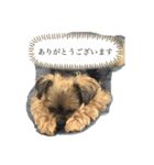 こたろうの気持ちスタンプ（個別スタンプ：13）
