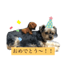 こたろうの気持ちスタンプ（個別スタンプ：14）