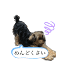こたろうの気持ちスタンプ（個別スタンプ：15）