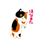 いろいろ猫たまに関西弁（個別スタンプ：21）