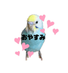 インコのこうめ（個別スタンプ：1）