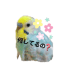 インコのこうめ（個別スタンプ：3）