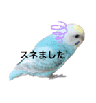 インコのこうめ（個別スタンプ：4）