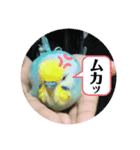 インコのこうめ（個別スタンプ：5）