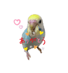 インコのこうめ（個別スタンプ：6）