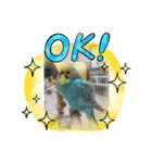 インコのこうめ（個別スタンプ：7）