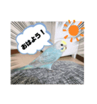 インコのこうめ（個別スタンプ：8）