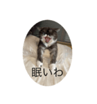 困った顔の寧々たんスタンプ（個別スタンプ：2）