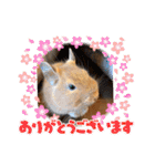 毎日使える！可愛いデグーのスタンプ★（個別スタンプ：7）