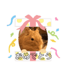 毎日使える！可愛いデグーのスタンプ★（個別スタンプ：24）