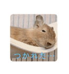 毎日使える！可愛いデグーのスタンプ★（個別スタンプ：31）