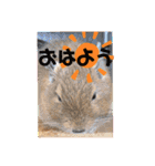 毎日使える！可愛いデグーのスタンプ★（個別スタンプ：34）