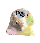 毎日使える！可愛いデグーのスタンプ★（個別スタンプ：35）