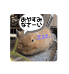 毎日使える！可愛いデグーのスタンプ★（個別スタンプ：37）