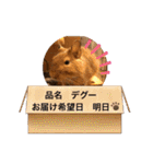 毎日使える！可愛いデグーのスタンプ★（個別スタンプ：38）