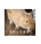 毎日使える！可愛いデグーのスタンプ★（個別スタンプ：39）