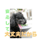 ろろ丸弁護士日常編（個別スタンプ：10）
