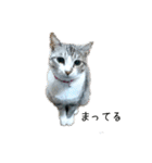RIOMO（個別スタンプ：1）