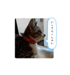 RIOMO（個別スタンプ：10）