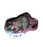 RIOMO（個別スタンプ：11）