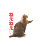 変顔率高めの猫スタンプ♫（個別スタンプ：4）