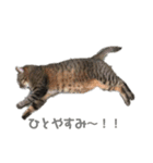 変顔率高めの猫スタンプ♫（個別スタンプ：7）