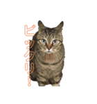 変顔率高めの猫スタンプ♫（個別スタンプ：8）