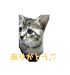 変顔率高めの猫スタンプ♫（個別スタンプ：11）