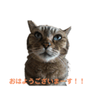 変顔率高めの猫スタンプ♫（個別スタンプ：13）