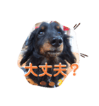 チョビチのおスタンプ（個別スタンプ：15）
