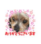 大好きchocochan（個別スタンプ：6）