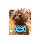 トイプのけーちゃん！2（個別スタンプ：5）