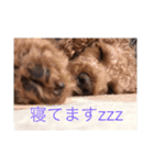 トイプのけーちゃん！2（個別スタンプ：6）