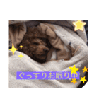 トイプのけーちゃん！2（個別スタンプ：11）